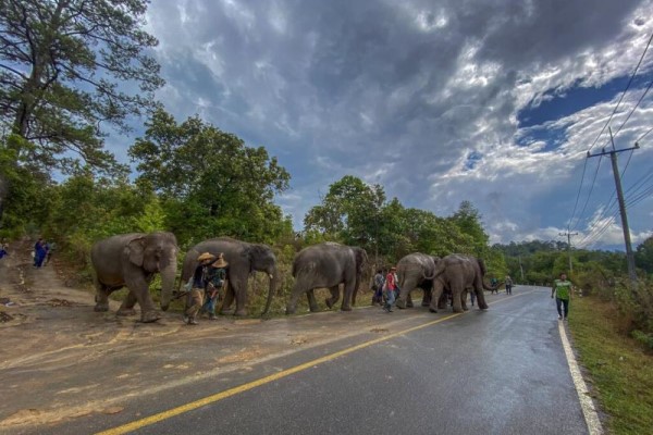 疫情重挫泰國觀光業　大象意外脫離奴役行150公里回家
