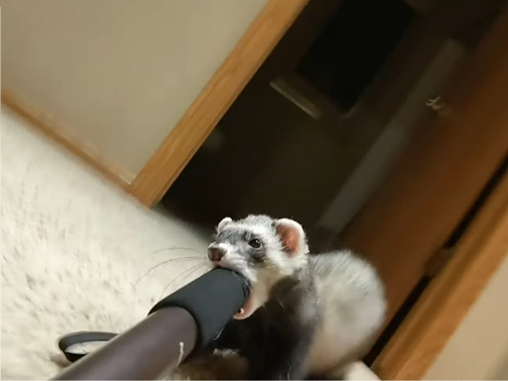調皮雪貂叼走自拍棒　犯案過程全都錄