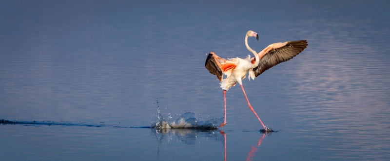 誰說偶們鳥只會飛的，偶只是不想走給你看而已啦～（圖／Tommy Mees@Comedy Wildlife Photo Awards 2020Report） 