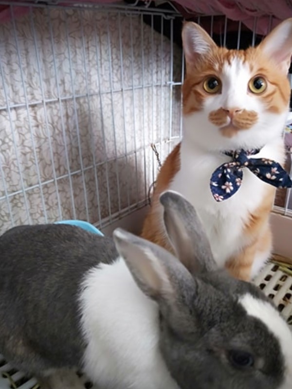 主人放飯驚見「口罩貓」裝無辜　嘆：別裝兔子那不是你家！