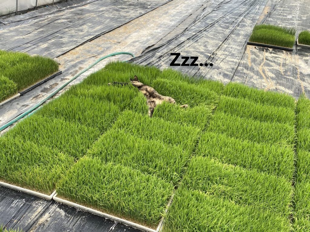 日本一位推主種的稻苗上出現不明物體（圖／twitter@ryo_humoe）