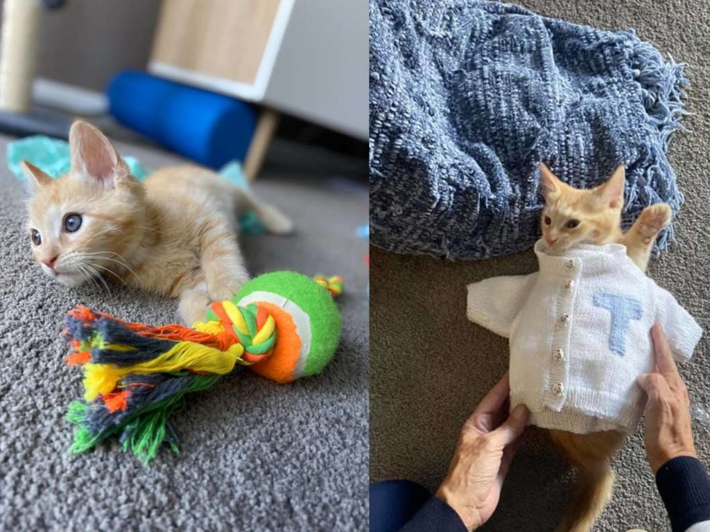 奶奶疼孫無極限！手工編織毛衣給小橘貓穿新衣