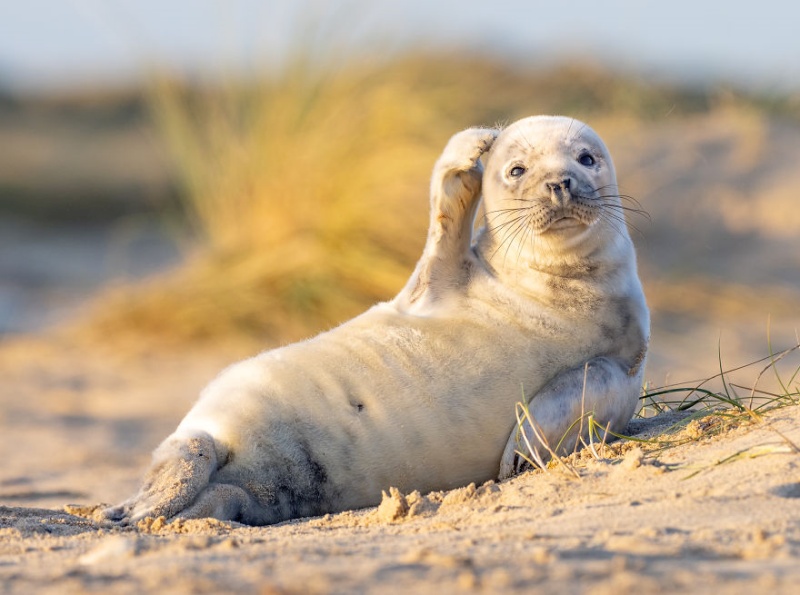 （抓抓）嗯？偶們是不是在哪見過咧？（圖／Joham Siggesson@Comedy Wildlife Photo Awards 2020） 