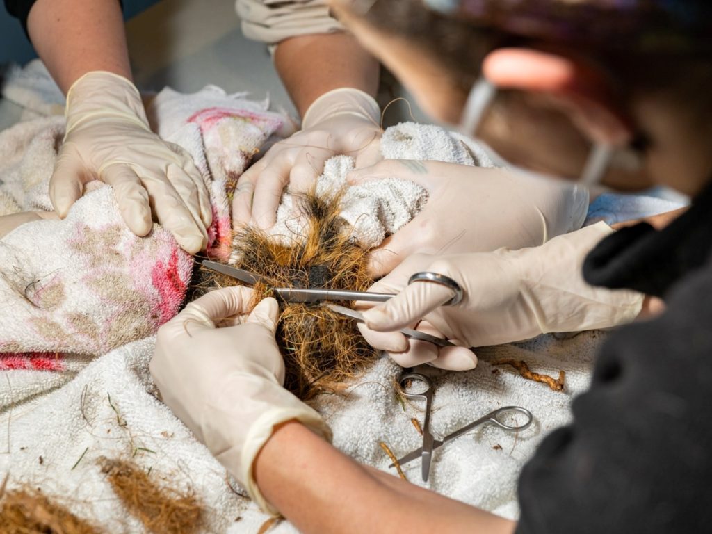 國外有時的確會見到松鼠這樣糾纏在一起的狀況，但這次是因為人類亂丟的塑膠垃圾所致。（圖／Facebook@Nebraska Wildlife Rehab, Inc） 