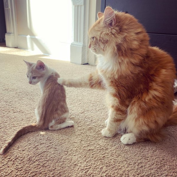 媽媽領養新小貓太害羞大橘貓努力破冰：跟我玩嘛！