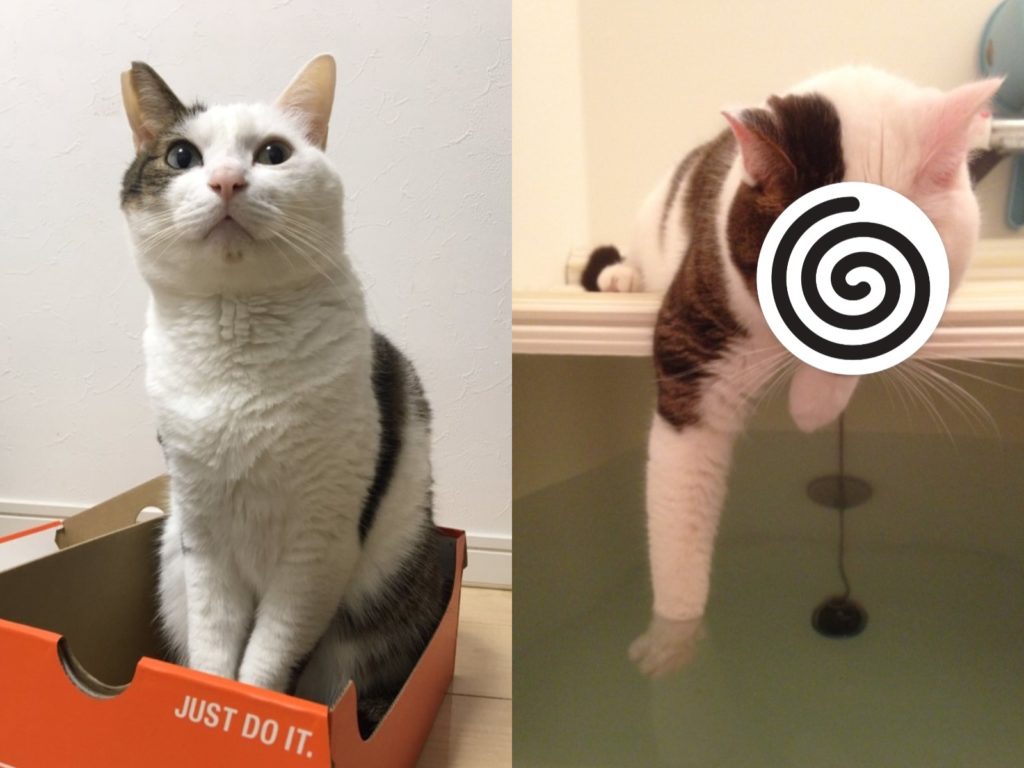 日本一隻貓咪很喜歡試水溫（圖／twitter@ms_burube）