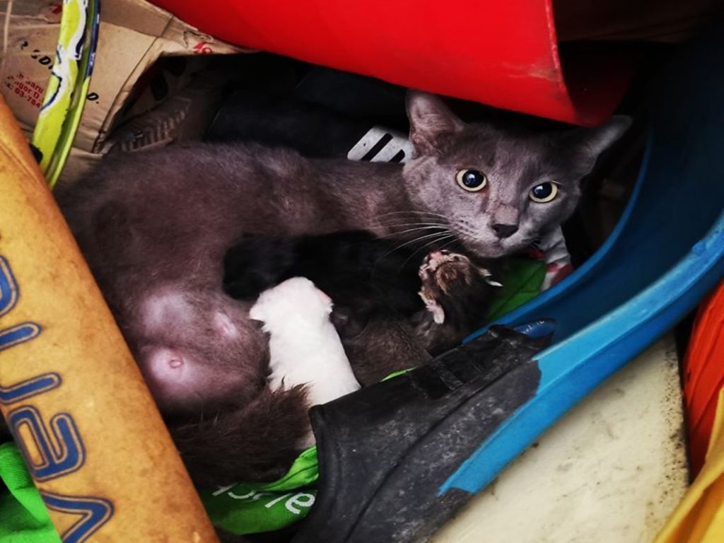 灰貓帶著三隻小貓住進女子家倉庫（圖／Facebook@Shazmin Krahenbuhl）