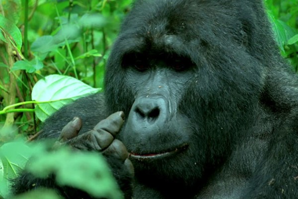 間諜動物捕捉到猩猩吃飯哼唱　以及放屁挖鼻孔的搞笑日常！