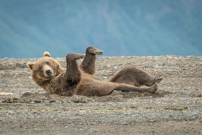 欸咦？！找我膩？（圖／Janet Miles@Comedy Wildlife Photo Awards 2020） 