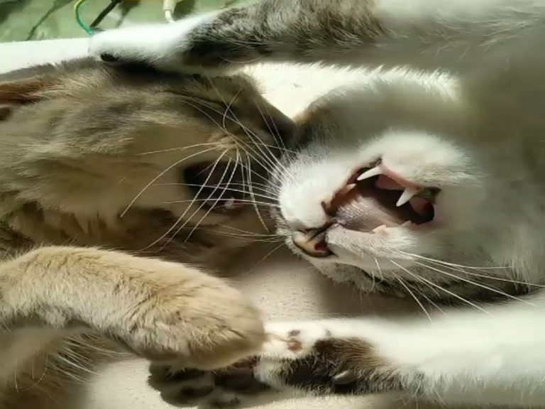 日本一飼主家的貓咪在睡夢中打架（圖／twitter@UsaPara1）