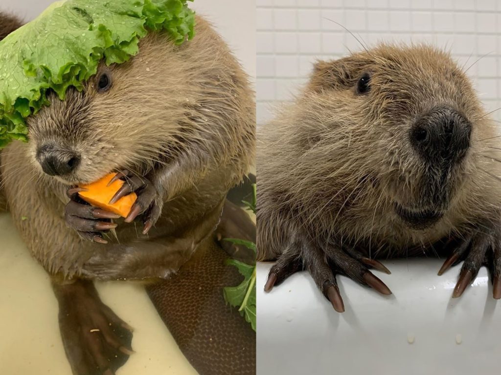 胖河狸爆啃地瓜　「ㄎㄠㄎㄠ」聲讓人上癮網笑：魔性吃貨！