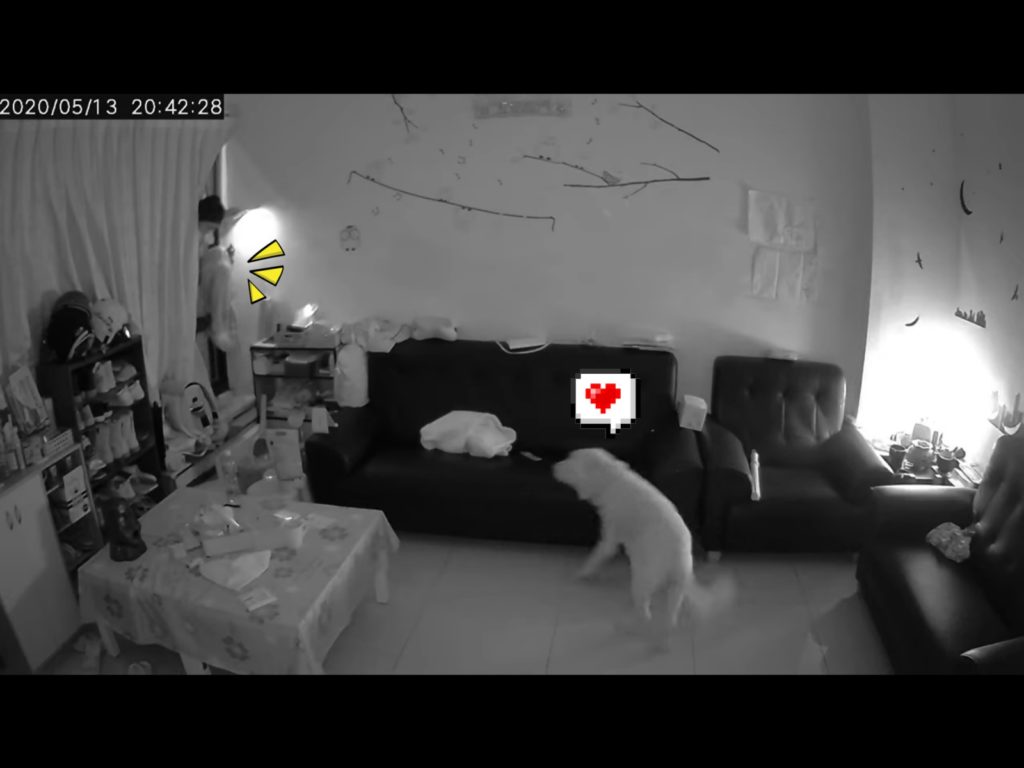 糖果一看到有人翻窗進來，竟然開心搖起尾巴。（圖／網友June Han提供） 