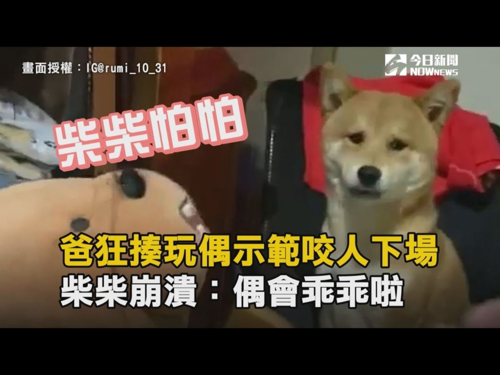 可愛的嚕咪深受大家喜愛，卻改不了愛咬人的習慣。（圖／網友「北海小英雄」提供） 