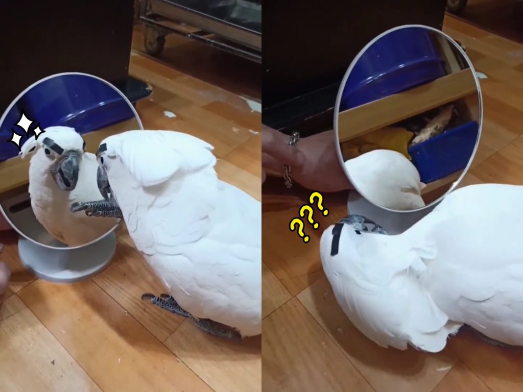 Doremi看到鏡子裡的鳥，開始懷疑牠到底是誰。（圖／Doremi & Ponyo Mi麻手作玩具專頁提供） 