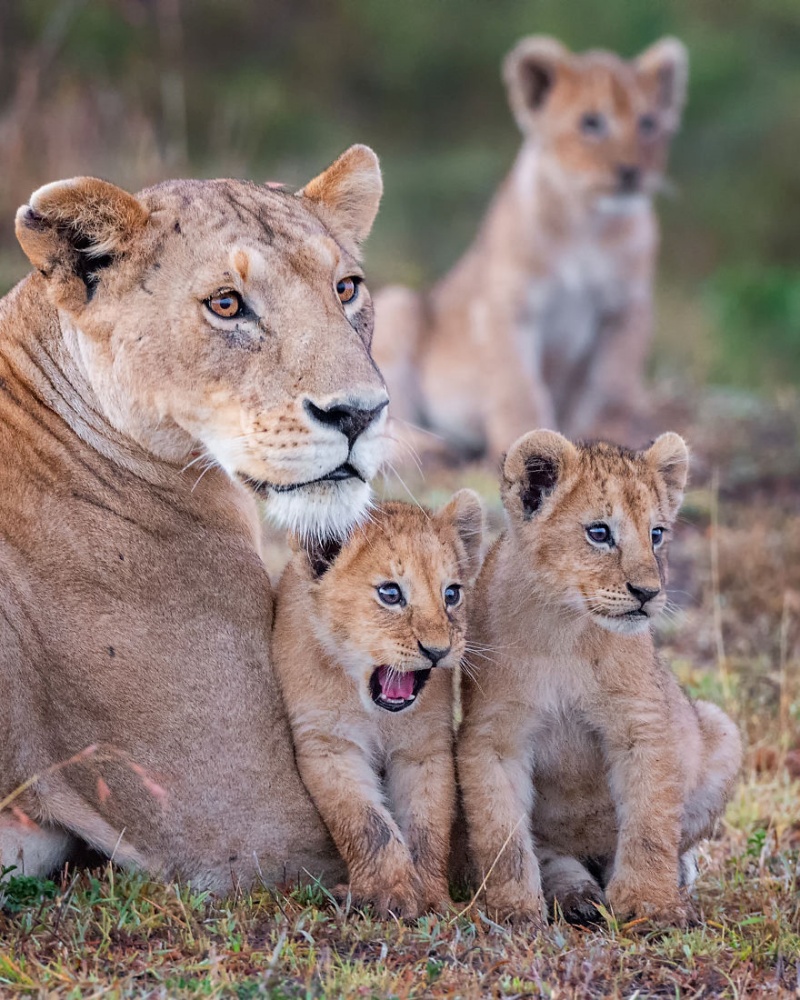 哇啊啊啊啊啊～ ～（圖／Yaron Schmid@Comedy Wildlife Photo Awards 2020）