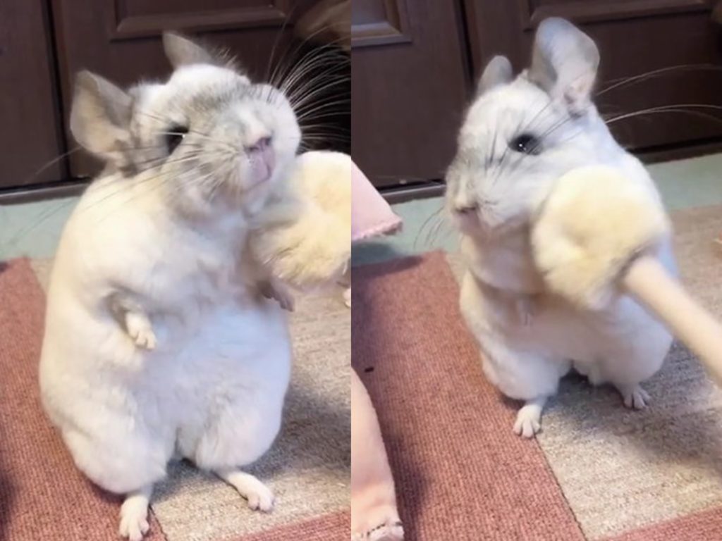 啊，太棒了！喜歡按摩的絨鼠 表情超銷魂