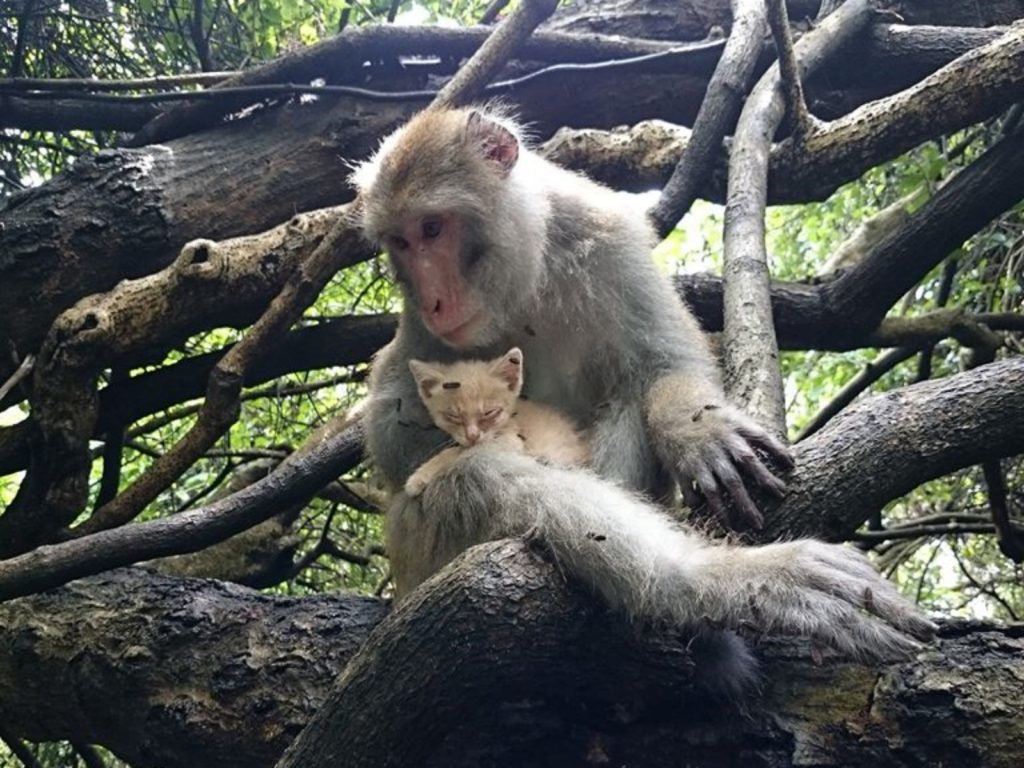 破四弟將小貓視如己出，對牠百般呵護，還會幫忙理毛。（圖／林美美授權提供） 