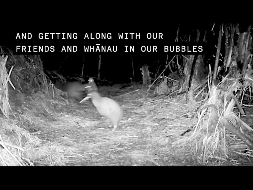 過去幾個月奇異鳥們為了安全，都乖乖待在巢穴裡。我們除了保持社交距離……（圖／Facebook@Capital Kiwi） 