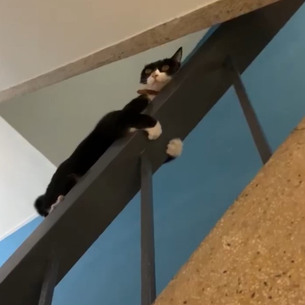 影／超狂賓士貓懶得走　緊抱扶手「滑」下樓網笑：比較快！