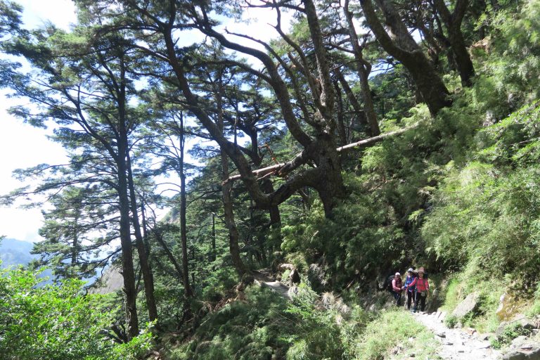 ▲參天巨木縈繞兩側，人顯得十分渺小。| Towering giant trees line both sides, making visitors seem minuscule. (Courtesy of Chu yen-yen)