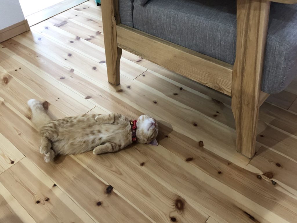 橘貓躺在地板上狂睡（圖／twitter@puuuutttyo）