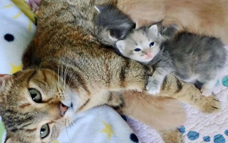 現在才8周大的小貓們，接下來要努力長大。（圖／Friends of Anne Arundel County Animal Care & Control） 