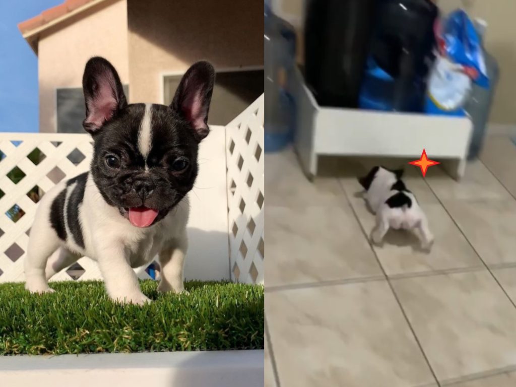 乳牛小法鬥茉莉（圖／IG@packbullies）