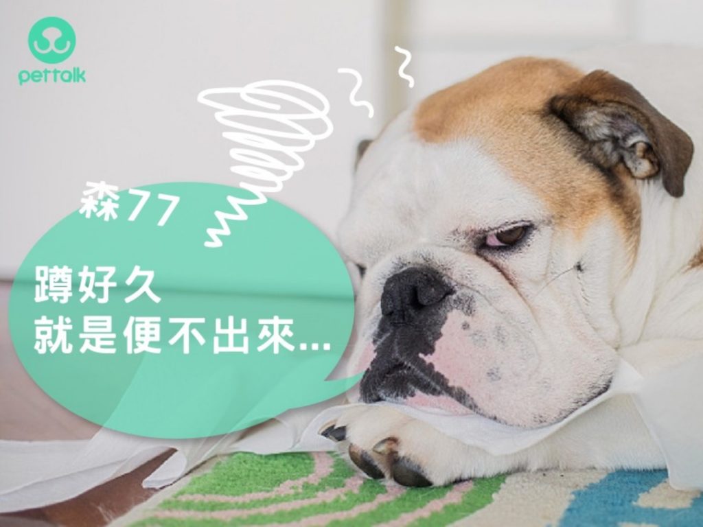 （圖／PetTalk提供）