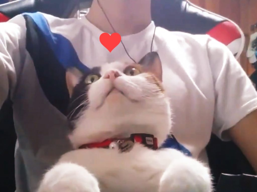 貓咪實況主？親身指導奴才玩遊戲，表情令人融化！