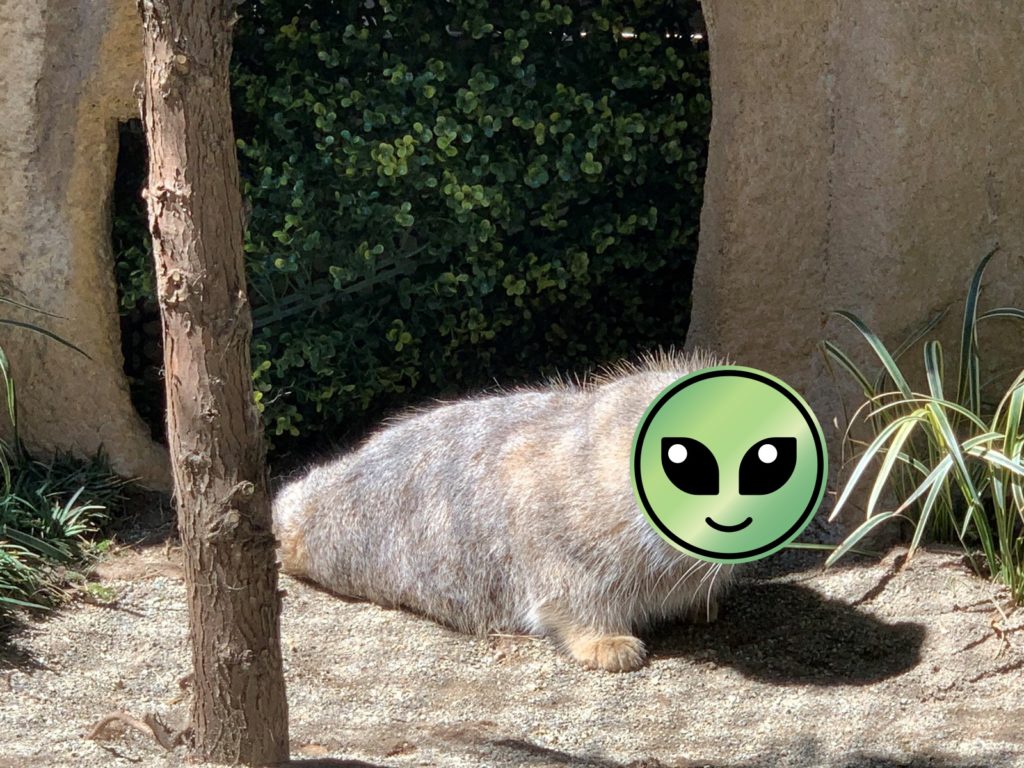 出現了！動物王國發現新物種　「毛茸茸海豹」瞬間成話題