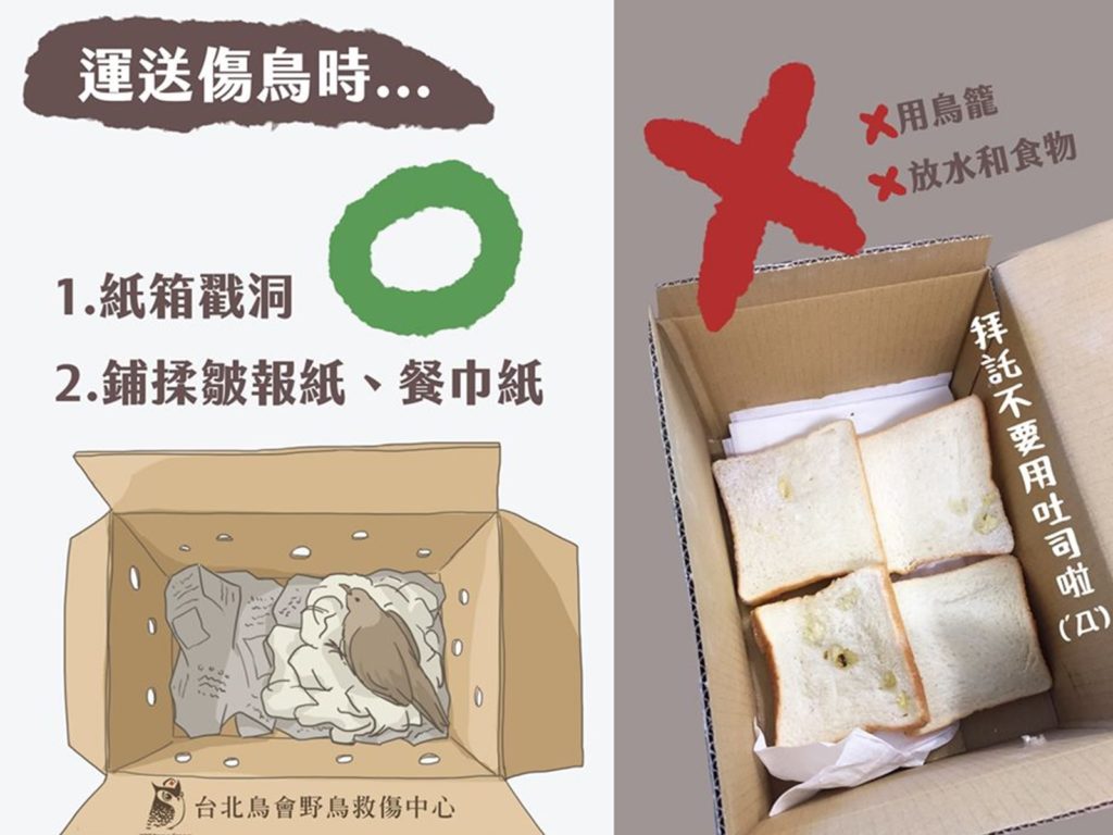 是救牠還是害牠？ 運送傷鳥千萬別用吐司！