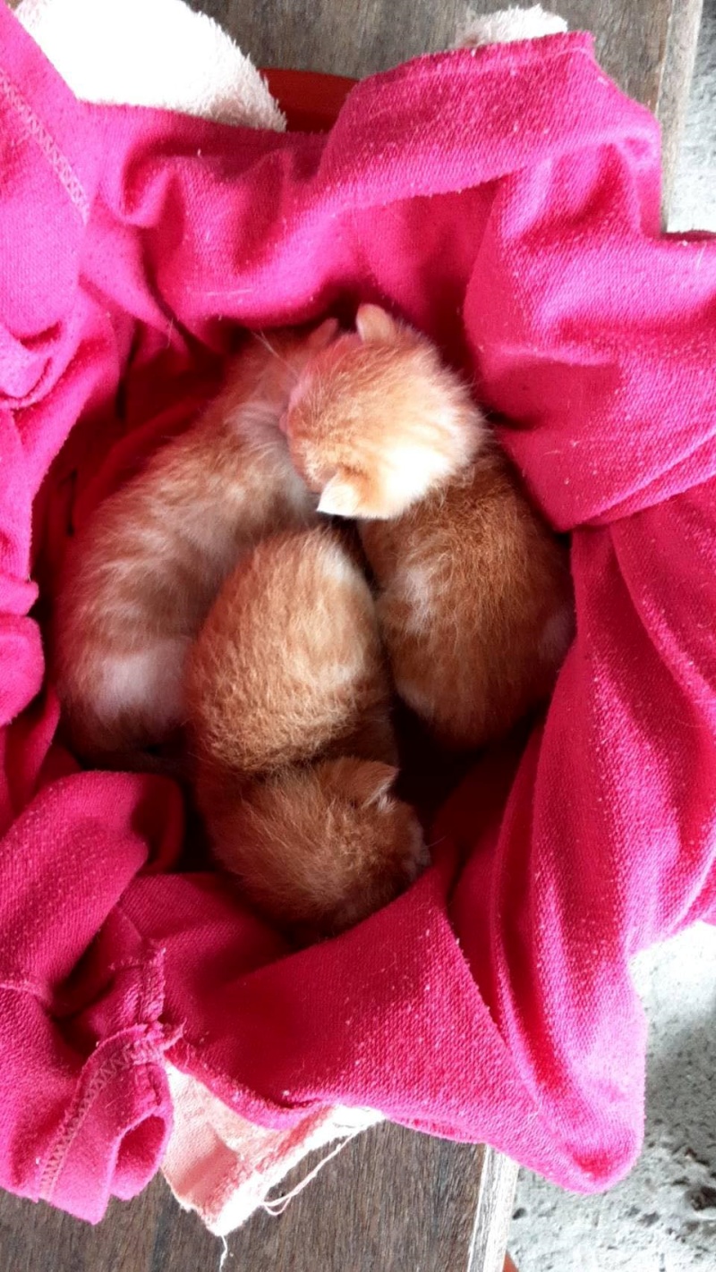 母貓順利生下3隻可愛的奶貓。（圖／網友林小姐提供） 