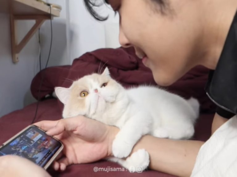 泰國一隻貓咪緊抱著主人的手不放（圖／翻攝自FB@MUJI SAMA むじ さま）