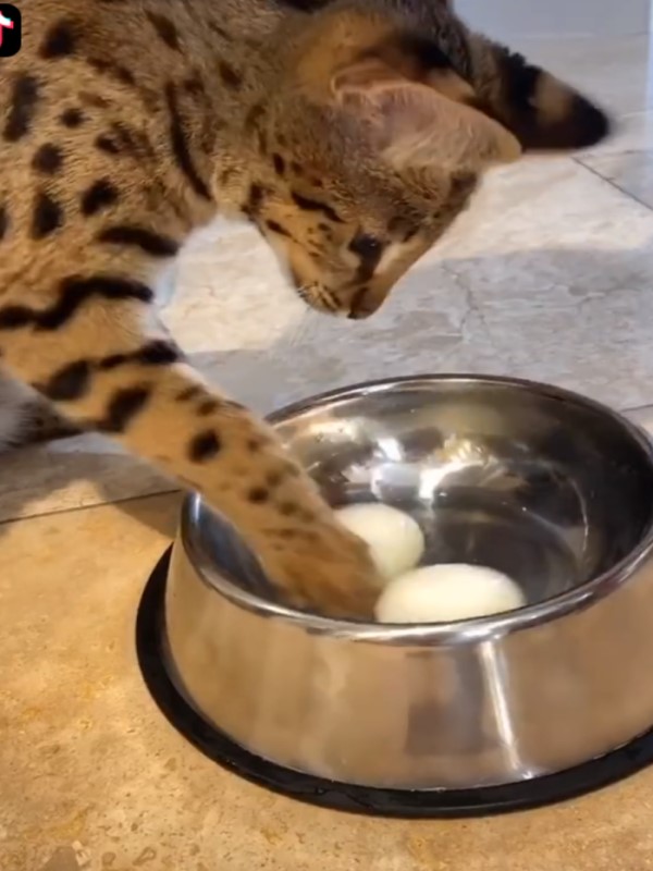 貓咪想吃蛋可是太滑吃不到　下秒竟森七七出喵拳爆打食物！
