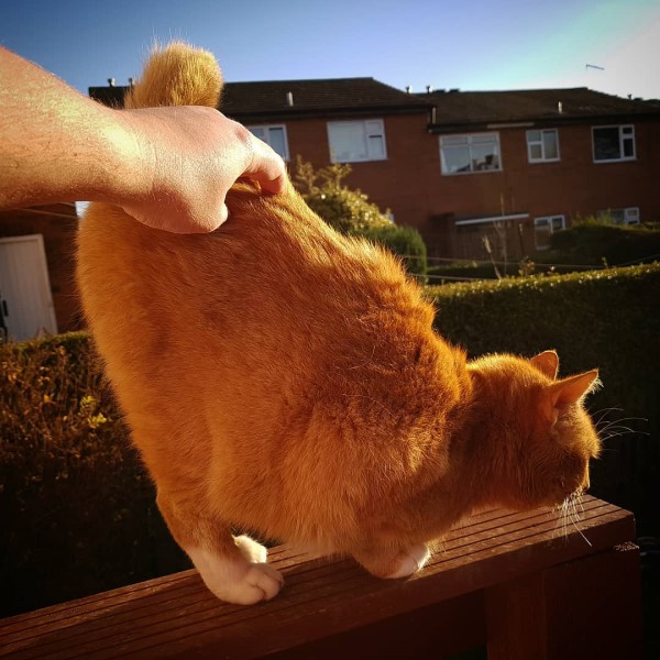 自家貓太挑食　引來鄰家橘貓天天上門：我來幫牠吃光光！