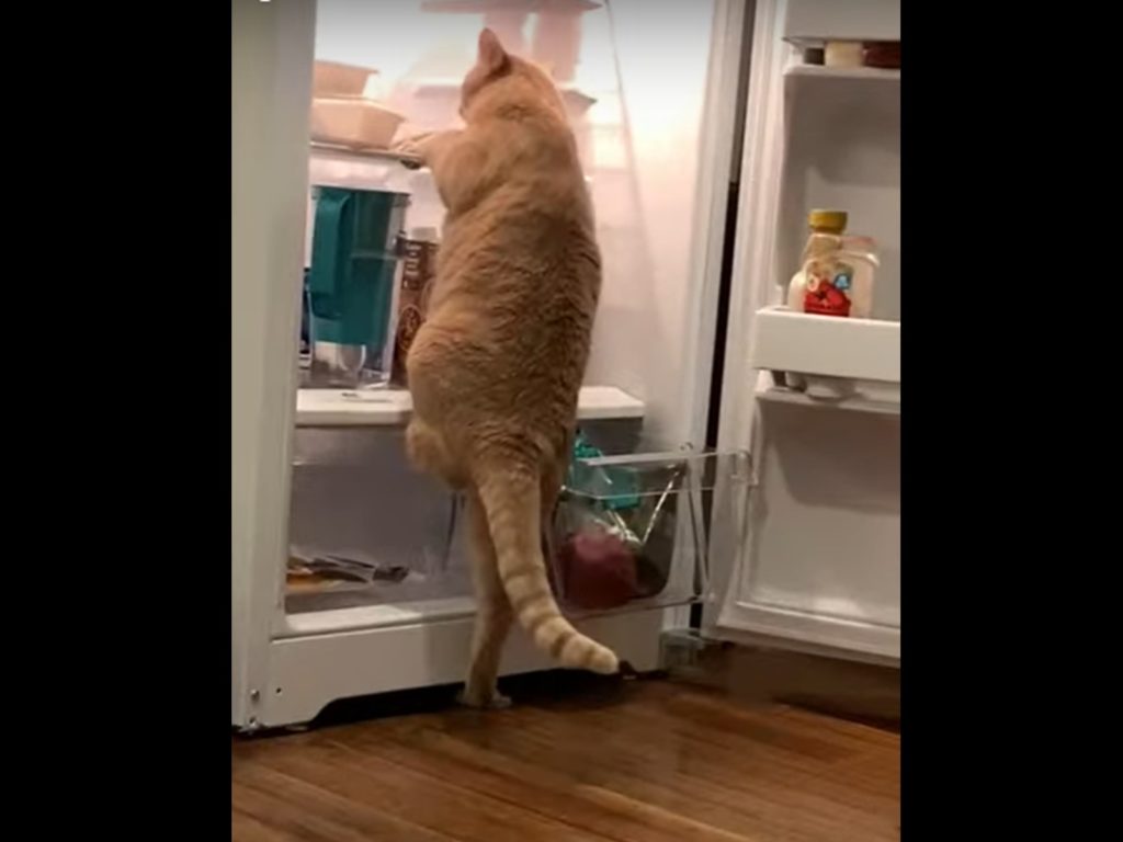 直擊賊頭賊腦橘貓犯罪現場　下一秒ＧＧ惹！