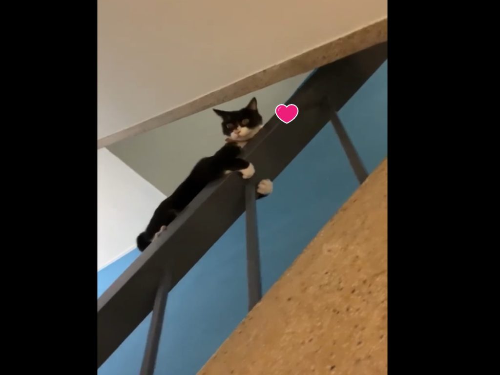 賓士貓竟然用滑的下樓梯！（圖／網友Cathleen授權提供）