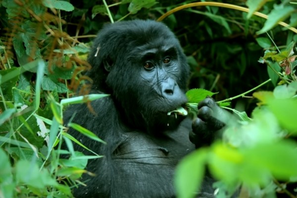 間諜動物捕捉到猩猩吃飯哼唱　以及放屁挖鼻孔的搞笑日常！
