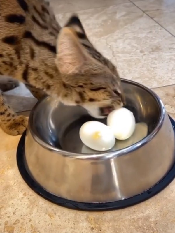 貓咪想吃蛋可是太滑吃不到　下秒竟森七七出喵拳爆打食物！