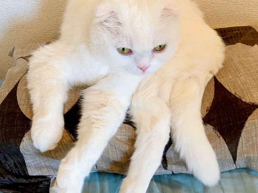 貓進化成新品種生物「白色狼蛛」　網嚇：好害怕！