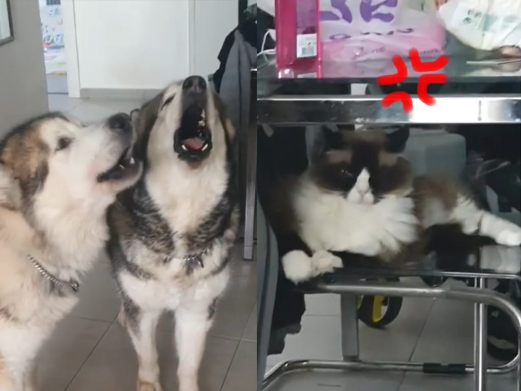 雪橇犬聽見消防車幫「高歌宣傳」　貓咪一臉無奈：吵夠沒！