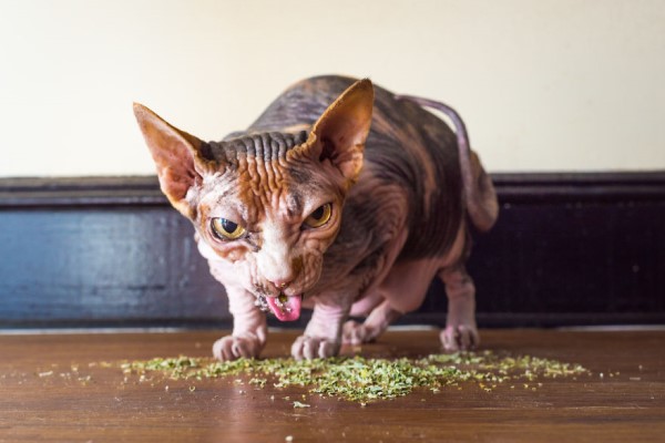 貓中途攝影師捕捉喵皇嗑草的瞬間　嗨到嘴臉都歪形象超崩壞