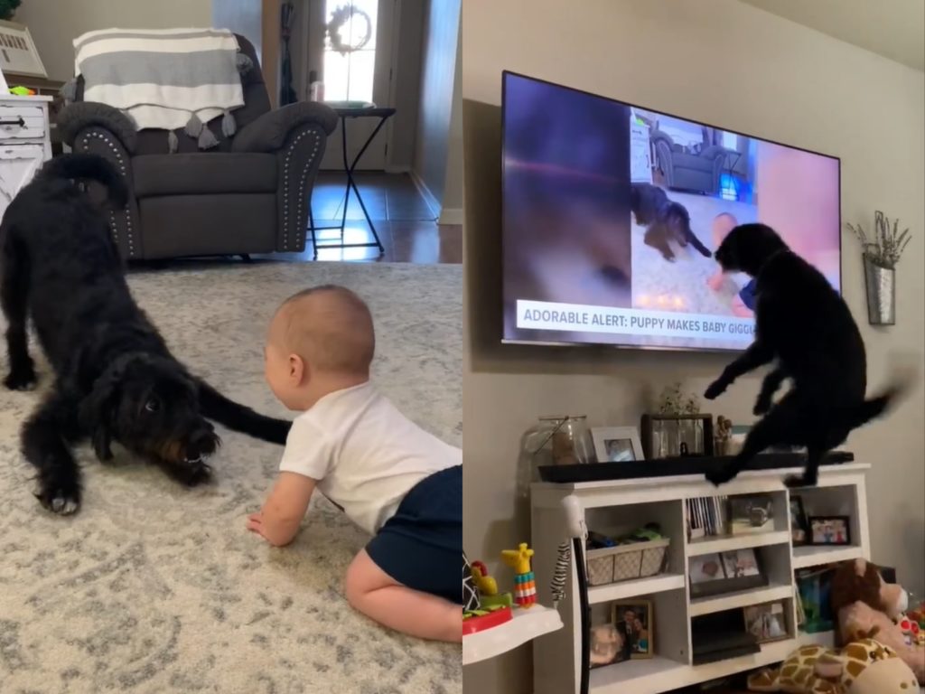 黑狗和寶寶互動太萌　登上新聞被牠撞見嗨翻：媽我上電視
