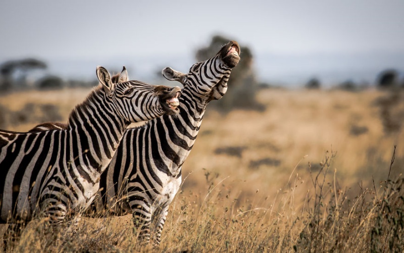 西瓜甜不甜？（笑）（圖／Tanvir Ali@Comedy Wildlife Photo Awards 2020） 