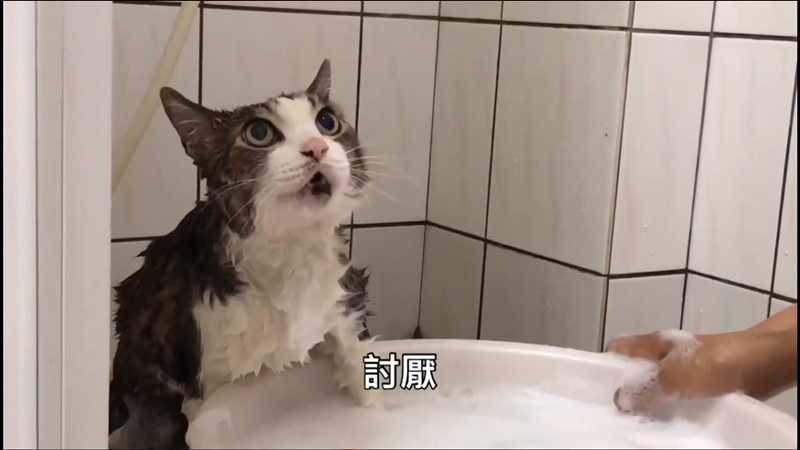 咪咪：討M～～～為什麼要洗澡啦～～（圖／網友Liu Ting提供） 