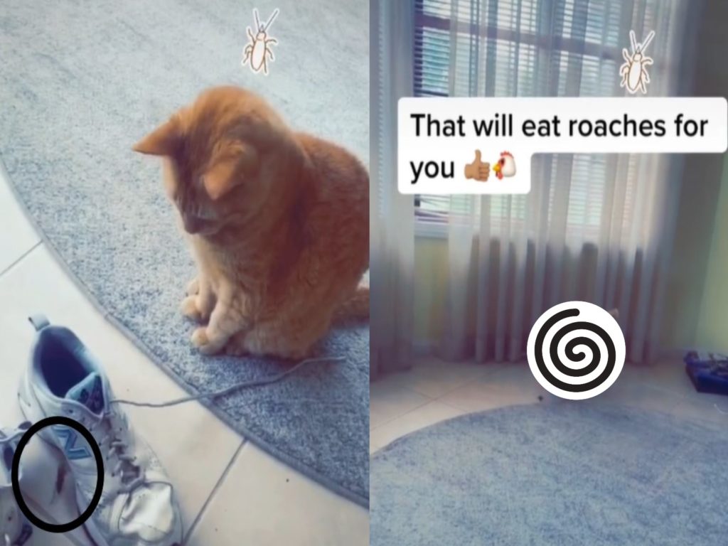 橘貓看見蟑螂一點反應都沒有（圖／翻攝自Tik Tok@emmaschooks）