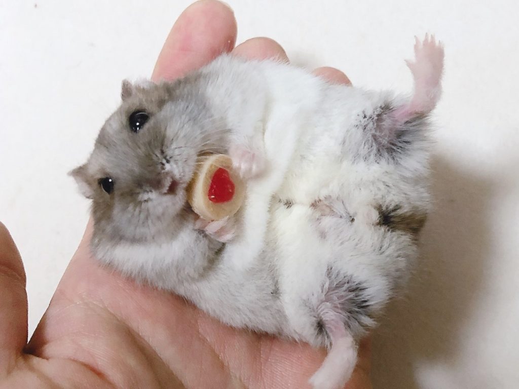 小倉鼠吃零嘴。（圖／Twitter@pipiiii_25） 