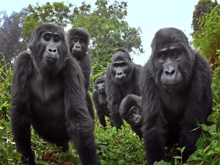 間諜猩猩混進山地大猩猩的群體裡（圖／FB@John Downer Productions）