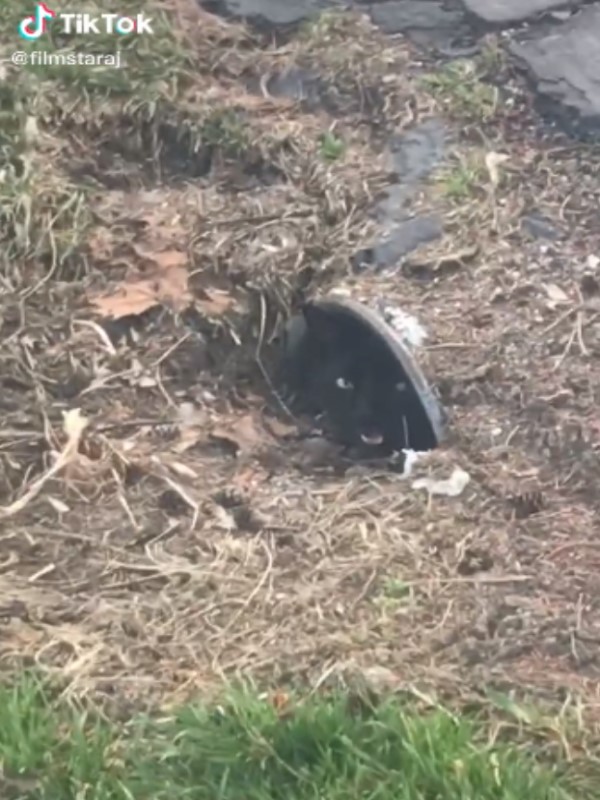排水孔有黑貓　呼喚喵出來嚇壞眾網友：牠怎麼進去的？