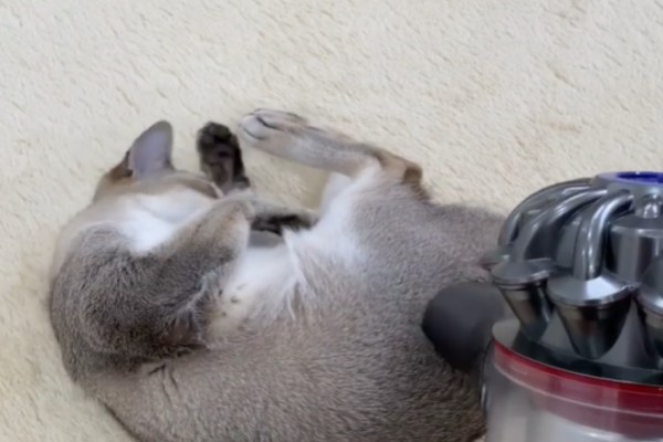 貓咪迷戀吸塵器　竟會自動翻面要求吸毛！